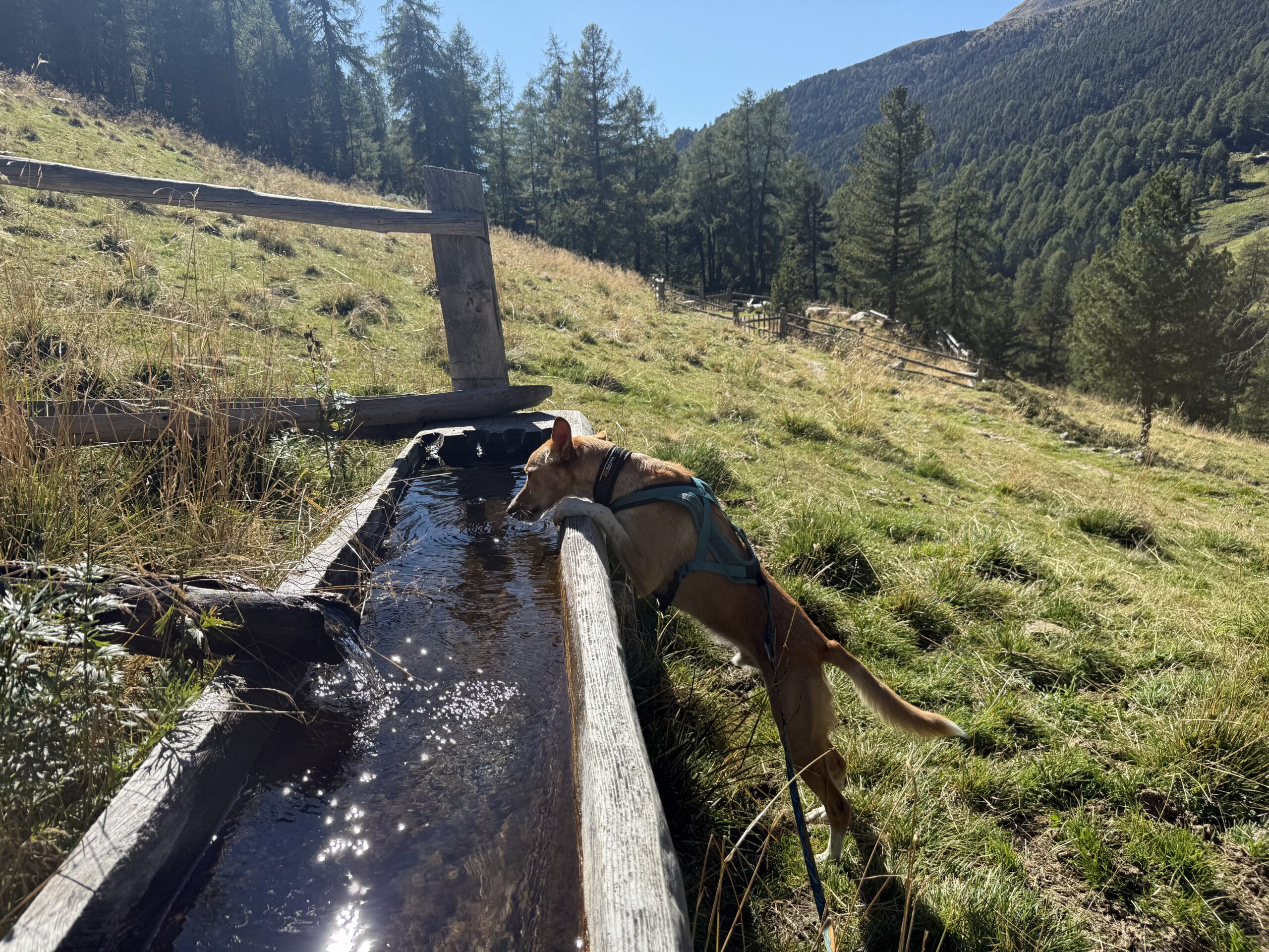 Wandern mit Hund: Ralfi säuft von einer Wasserquelle.
