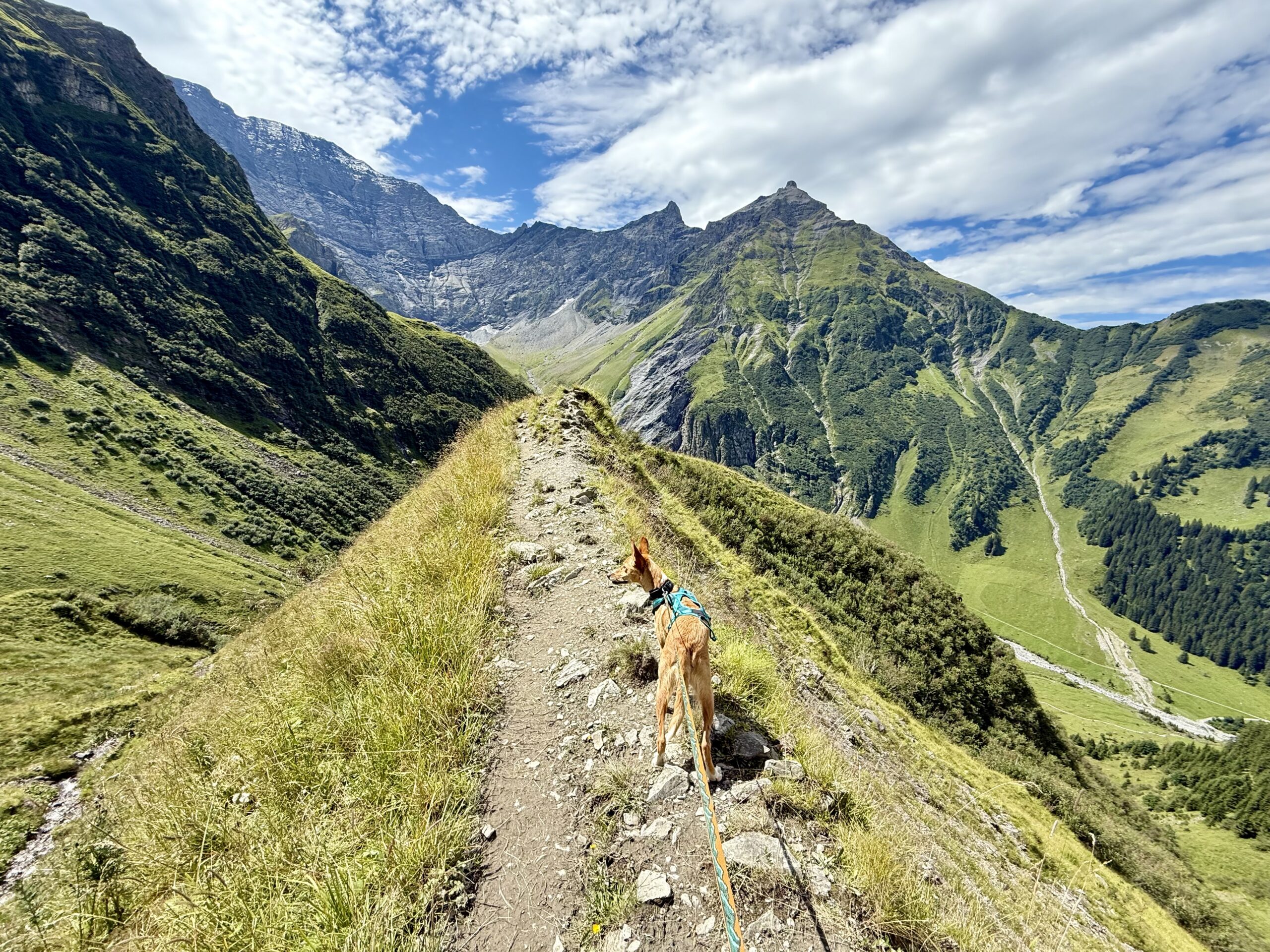 Via Alpina Schweiz mit Hund
