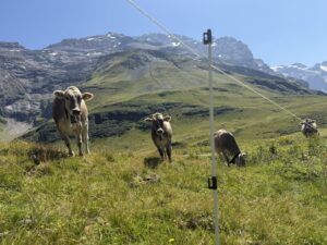 Kühe auf der Via Alpina