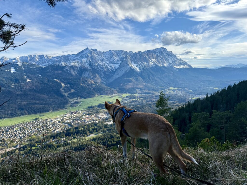 Wandern mit Hund in Garmisch-Partenkirchen
