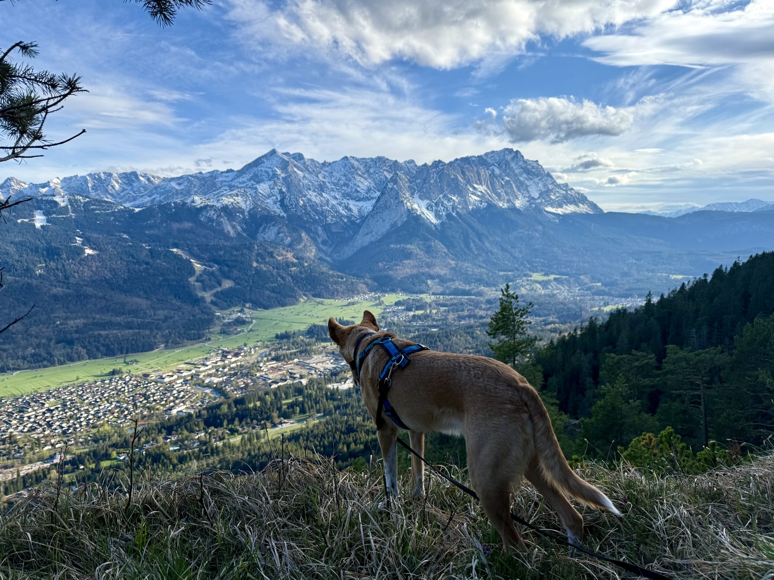 Wandern mit Hund in Garmisch-Partenkirchen