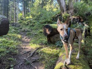 Wandern mit Hund auf der Via Alpina: Ralfi balanciert auf einem Baumstamm.