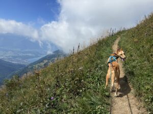 Via Alpina mit Hund: Montreux