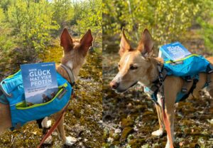 Hunderucksack: Ralfi trägt sein Buch beim Wandern.