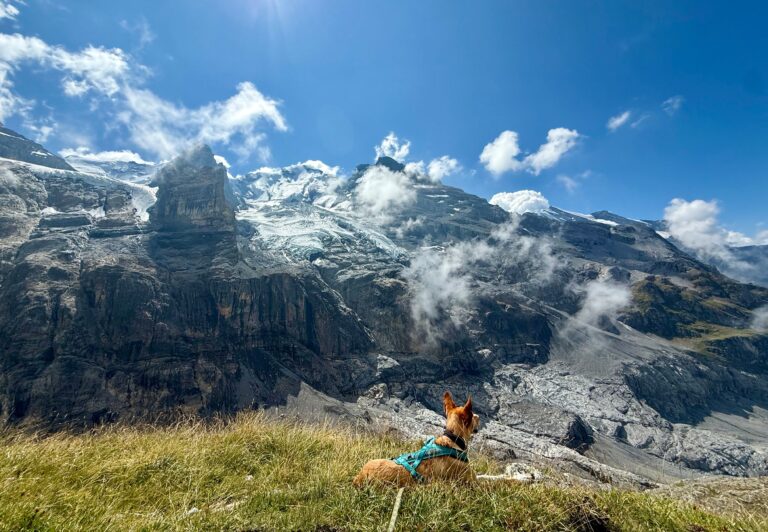 Wandern mit Hund: Ralfi vor Gletscher auf der Via Alpina