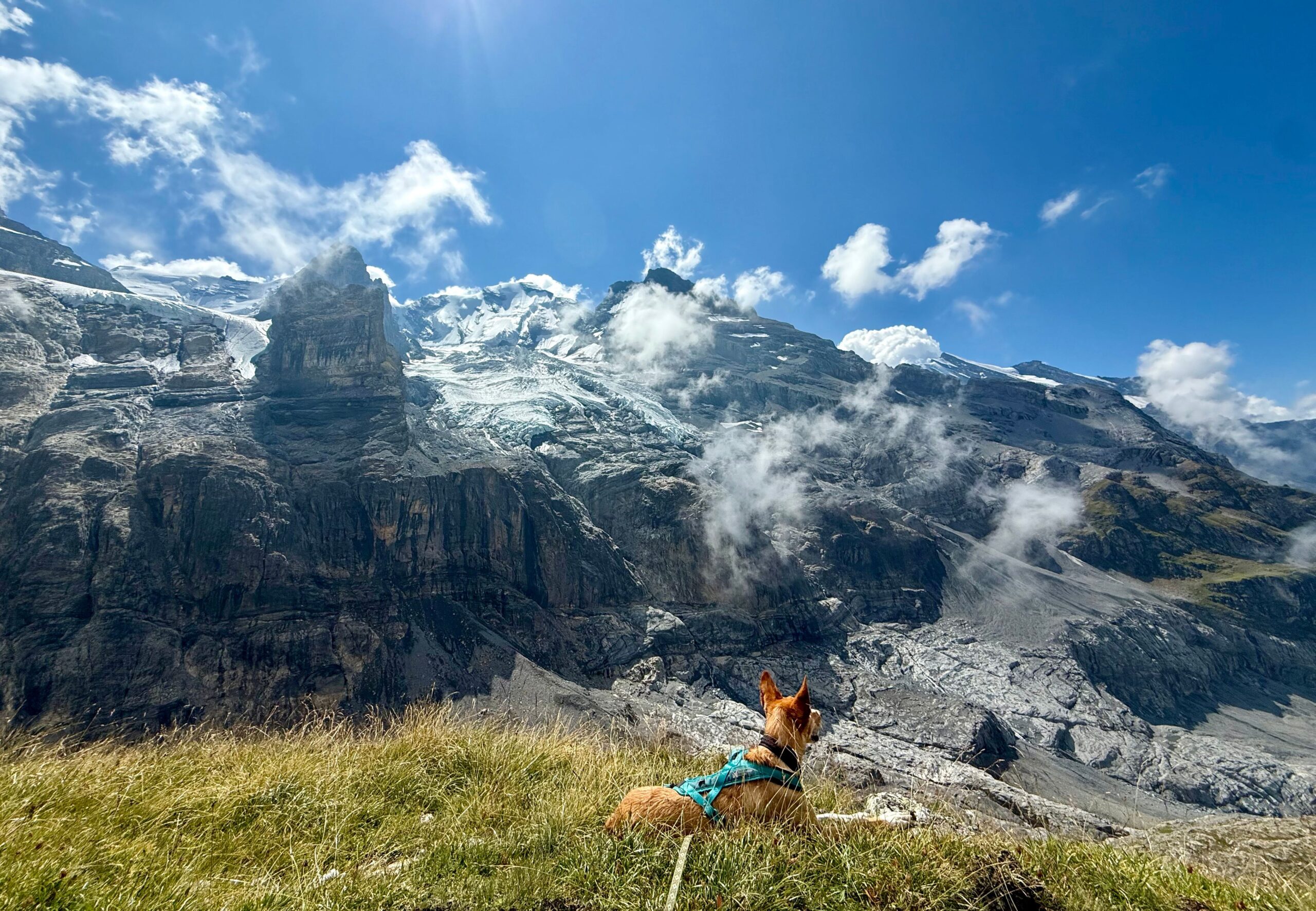 Wandern mit Hund: Ralfi vor Gletscher auf der Via Alpina